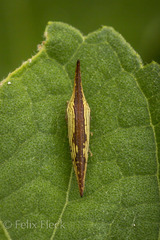 Polyglypta
