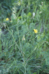 Tragopogon dasyrhynchus
