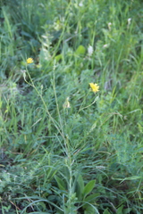 Tragopogon dasyrhynchus