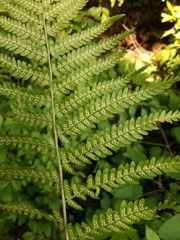 Dryopteris filix-mas