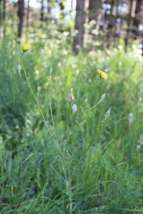 Tragopogon dasyrhynchus