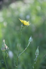 Tragopogon dasyrhynchus