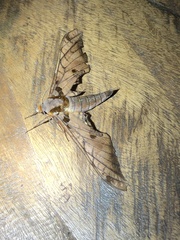 Adhemarius tigrina