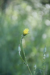 Tragopogon dasyrhynchus