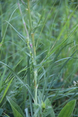 Tragopogon dasyrhynchus