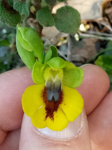 Ophrys lutea subsp. lutea image