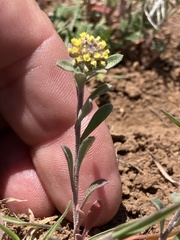 Alyssum desertorum