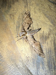 Adhemarius tigrina
