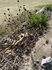 Eryngium yuccifolium