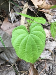 Dioscorea villosa
