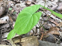 Dioscorea villosa