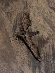 Adhemarius tigrina