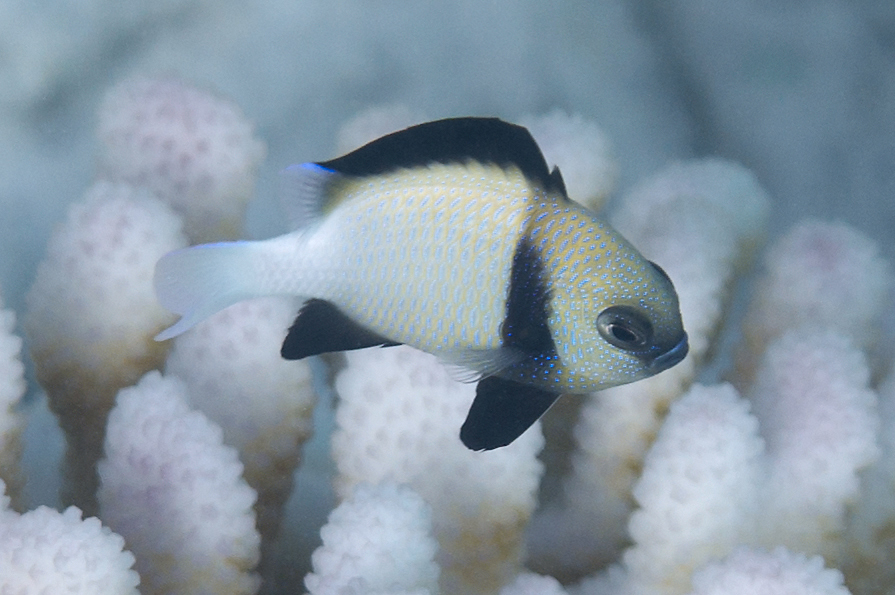 Cloudy dascyllus (Dascyllus carneus) — Pomacentridae