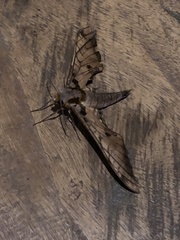 Adhemarius tigrina