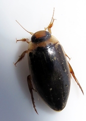 Coptotomus longulus longulus