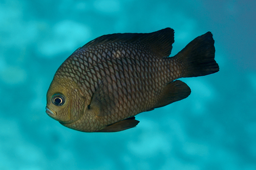 Three-spot Dascyllus