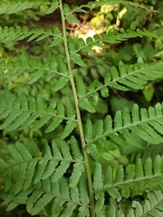 Dryopteris filix-mas