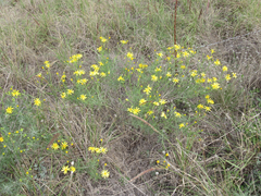 Senecio flaccidus flaccidus