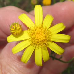 Senecio flaccidus flaccidus
