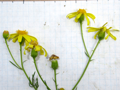 Senecio flaccidus flaccidus