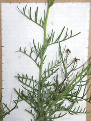 Senecio flaccidus flaccidus
