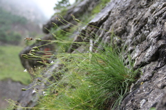 Tragopogon filifolius
