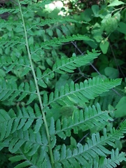 Dryopteris filix-mas