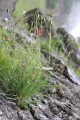 Tragopogon filifolius