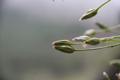 Tragopogon filifolius
