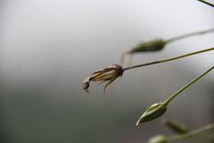 Tragopogon filifolius
