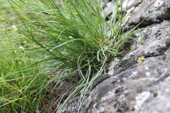Tragopogon filifolius