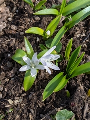 Scilla mischtschenkoana