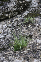 Tragopogon filifolius