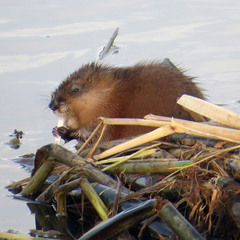 Ondatra zibethicus