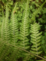 Dryopteris filix-mas