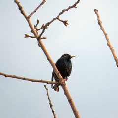 Sturnus vulgaris