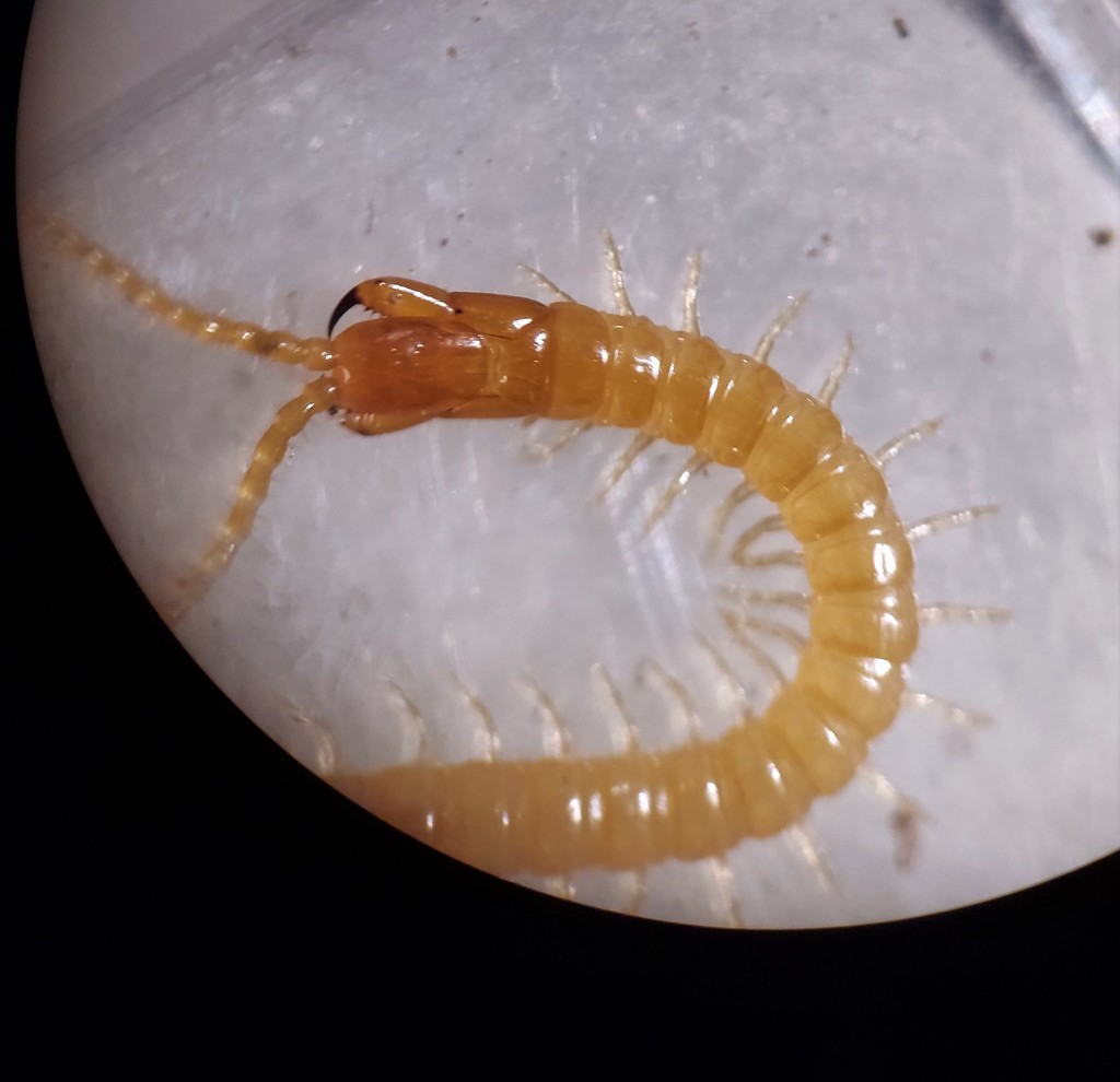eastern saw-toothed centipede