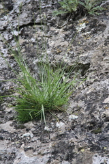 Tragopogon filifolius