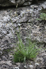 Tragopogon filifolius