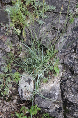 Tragopogon filifolius