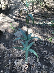 Lilieae