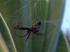 Cyrtophora citricola