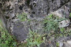 Tragopogon filifolius