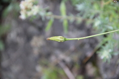 Tragopogon filifolius