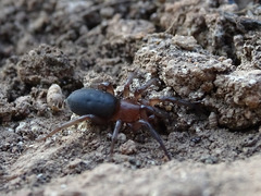 Gnaphosidae