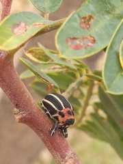 Neodiplogrammus quadrivittatus
