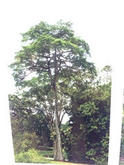 Alstonia pneumatophora