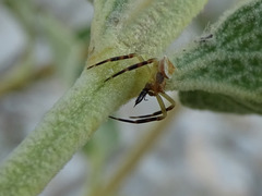 Thomisus onustus