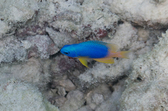 Pomacentrus caeruleus