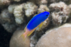 Pomacentrus caeruleus